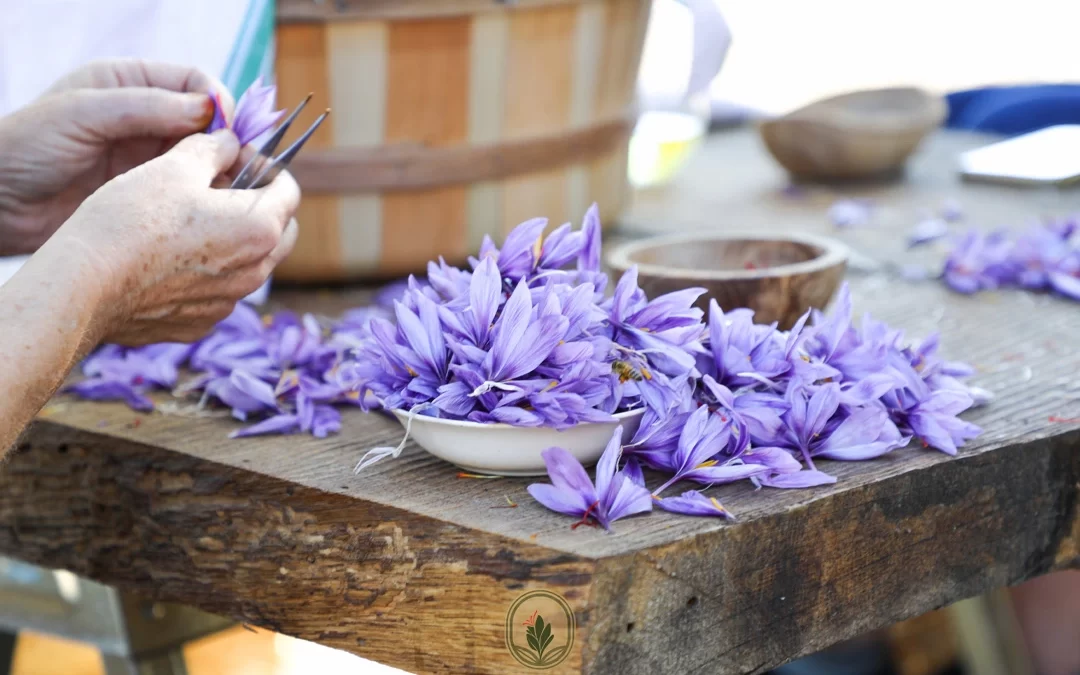 How is saffron harvested?