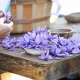 How is saffron harvested?