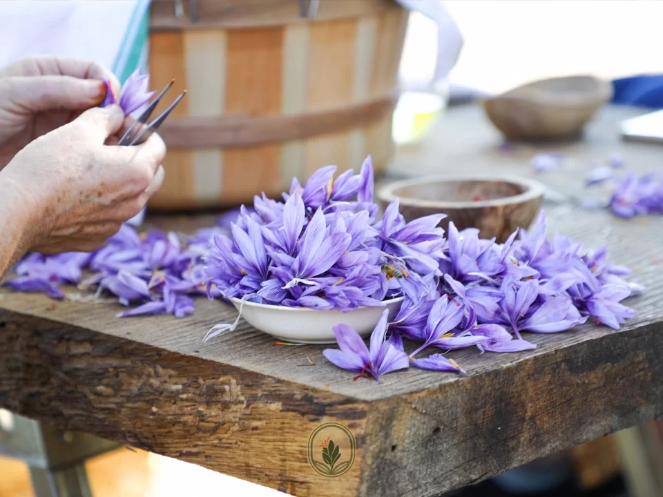 How is saffron harvested?