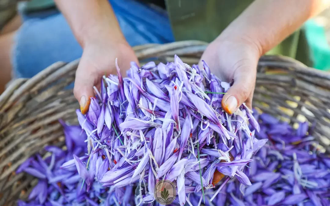 Saffron harvesting season