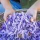 Saffron harvesting season