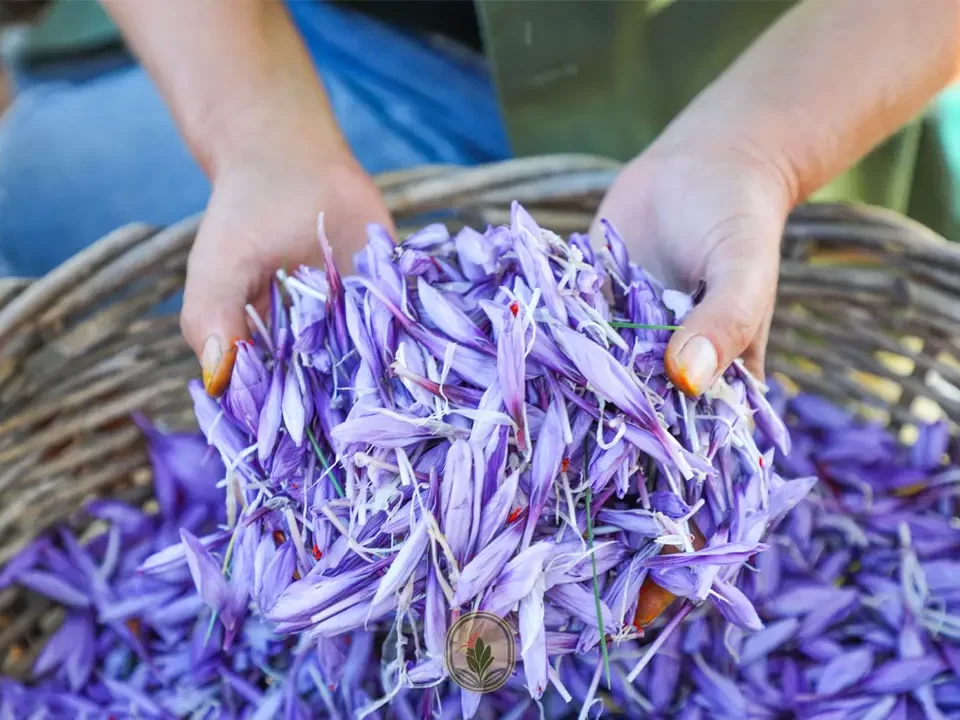 Saffron harvesting season