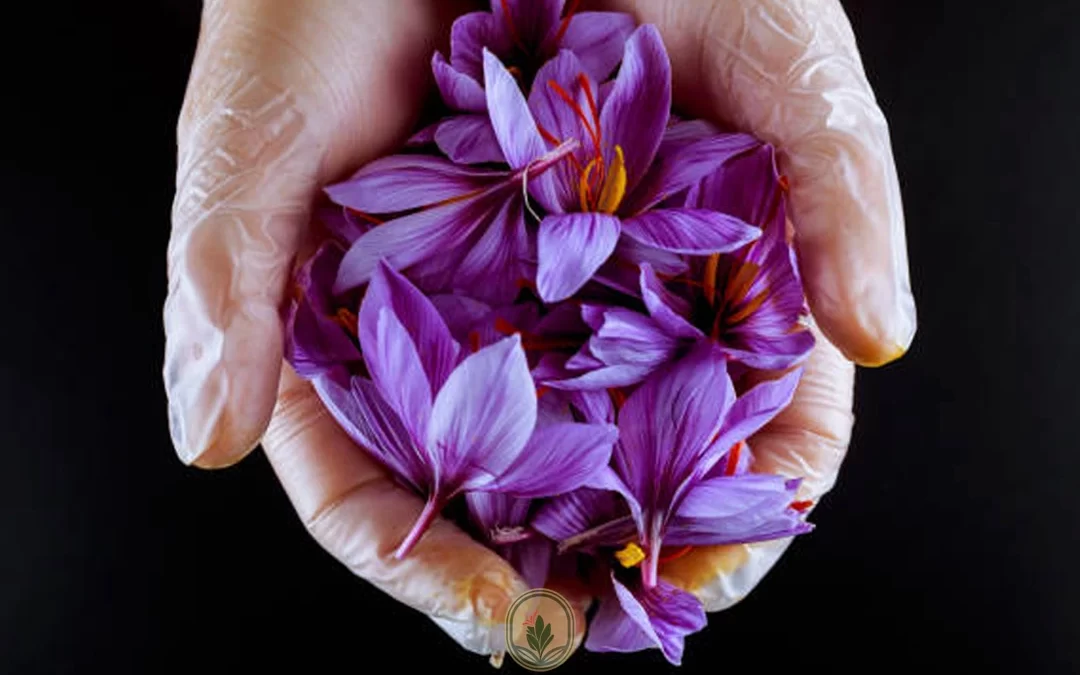 Drying saffron