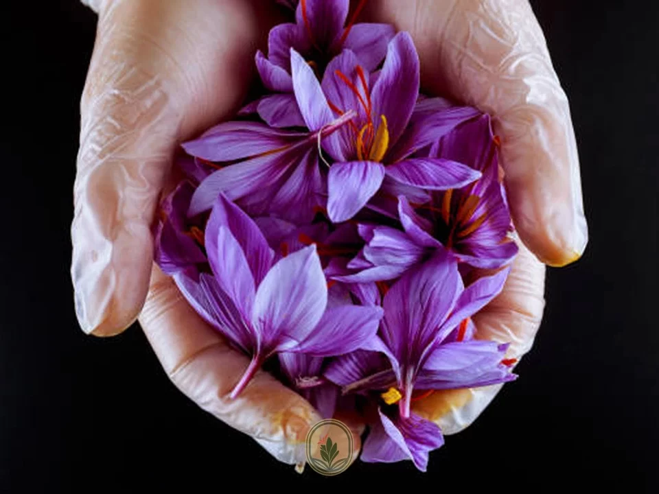 Drying saffron