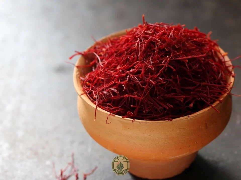 Everything you need to know about planting saffron!